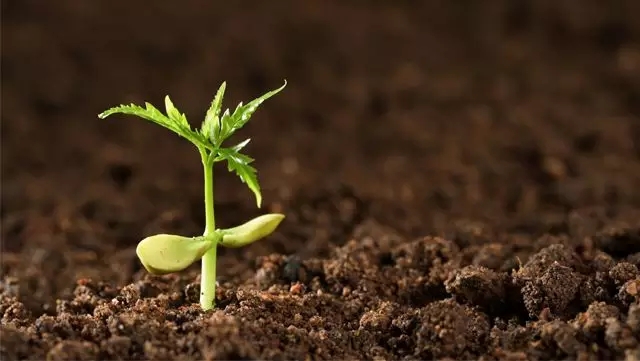 5a961c9258a0f.jpg 33.webp.jpg